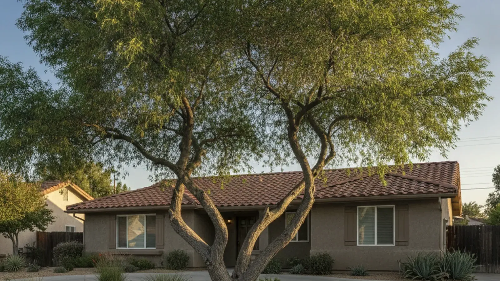 A mature multi-stemmed mesquite with fine green foliage casting shade over a dry yard.