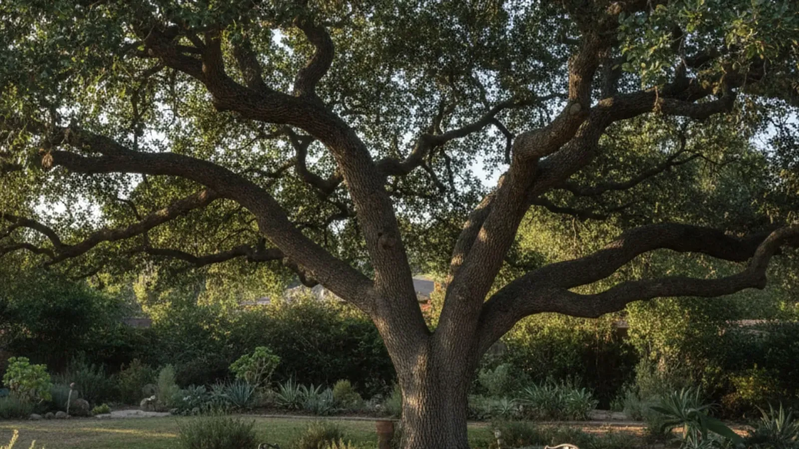 A drought-tolerant tree newly planted in a sunlit yard with a drip irrigation line and bark mulch at its base.